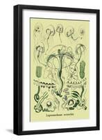 Jellyfish: Leptomedusae Octorchis-Ernst Haeckel-Framed Art Print