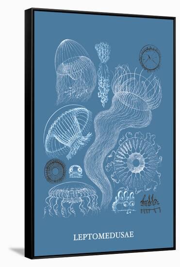 Jellyfish: Leptomedusae-Ernst Haeckel-Framed Stretched Canvas