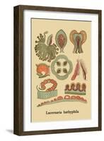 Jellyfish: Lucernaria Bathyphila-Ernst Haeckel-Framed Art Print