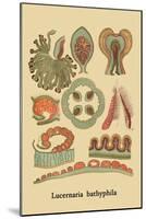 Jellyfish: Lucernaria Bathyphila-Ernst Haeckel-Mounted Art Print