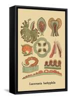 Jellyfish: Lucernaria Bathyphila-Ernst Haeckel-Framed Stretched Canvas