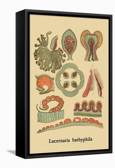 Jellyfish: Lucernaria Bathyphila-Ernst Haeckel-Framed Stretched Canvas