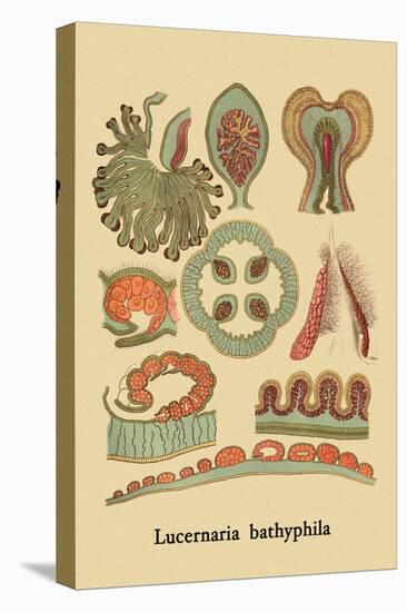 Jellyfish: Lucernaria Bathyphila-Ernst Haeckel-Stretched Canvas