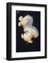 Jellyfish (Mastigias Papua Etpisonii), Jellyfish Lake, Micronesia, Palau-Reinhard Dirscherl-Framed Photographic Print