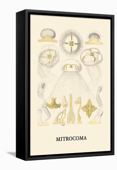 Jellyfish: Mitrocoma-Ernst Haeckel-Framed Stretched Canvas