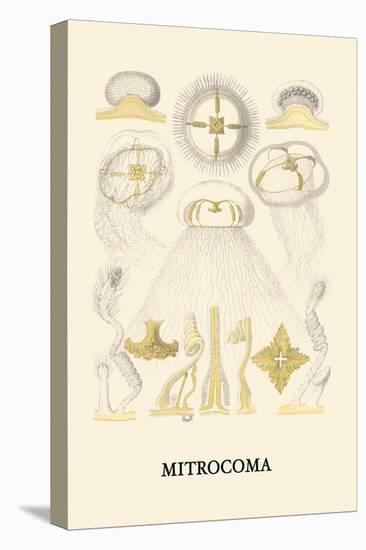 Jellyfish: Mitrocoma-Ernst Haeckel-Stretched Canvas