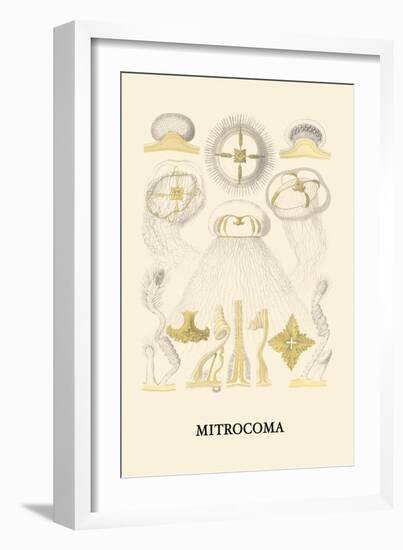 Jellyfish: Mitrocoma-Ernst Haeckel-Framed Art Print
