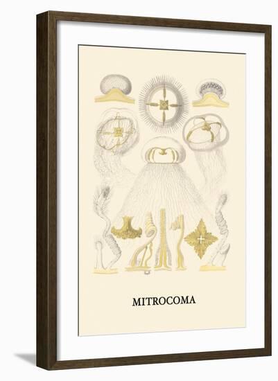 Jellyfish: Mitrocoma-Ernst Haeckel-Framed Art Print