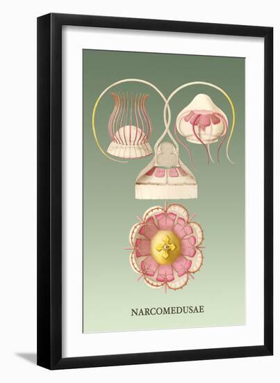 Jellyfish: Narcomedusae-Ernst Haeckel-Framed Art Print