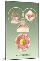 Jellyfish: Narcomedusae-Ernst Haeckel-Mounted Art Print