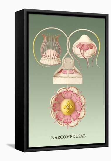 Jellyfish: Narcomedusae-Ernst Haeckel-Framed Stretched Canvas