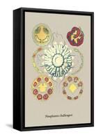 Jellyfish: Nauphanta Challengeri-Ernst Haeckel-Framed Stretched Canvas