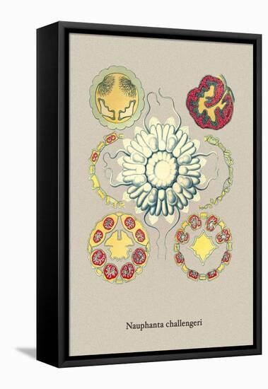 Jellyfish: Nauphanta Challengeri-Ernst Haeckel-Framed Stretched Canvas