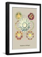 Jellyfish: Nauphanta Challengeri-Ernst Haeckel-Framed Art Print