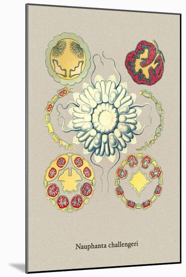 Jellyfish: Nauphanta Challengeri-Ernst Haeckel-Mounted Art Print