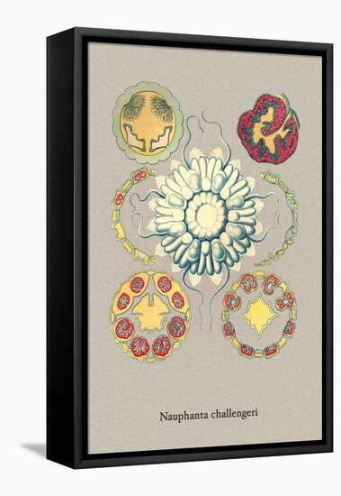 Jellyfish: Nauphanta Challengeri-Ernst Haeckel-Framed Stretched Canvas