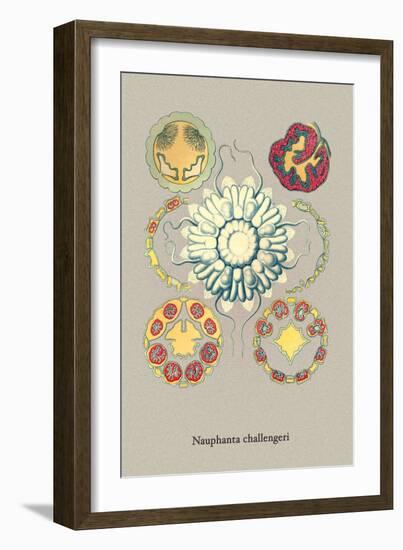 Jellyfish: Nauphanta Challengeri-Ernst Haeckel-Framed Art Print