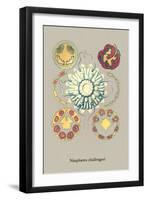 Jellyfish: Nauphanta Challengeri-Ernst Haeckel-Framed Art Print