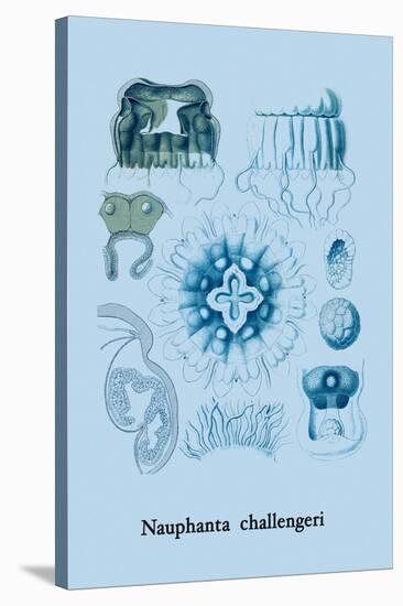 Jellyfish: Nauphanta Challengeri-Ernst Haeckel-Stretched Canvas