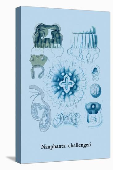 Jellyfish: Nauphanta Challengeri-Ernst Haeckel-Stretched Canvas
