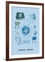 Jellyfish: Nauphanta Challengeri-Ernst Haeckel-Framed Art Print