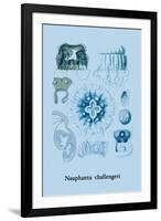 Jellyfish: Nauphanta Challengeri-Ernst Haeckel-Framed Art Print