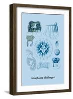 Jellyfish: Nauphanta Challengeri-Ernst Haeckel-Framed Art Print