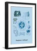 Jellyfish: Nauphanta Challengeri-Ernst Haeckel-Framed Art Print