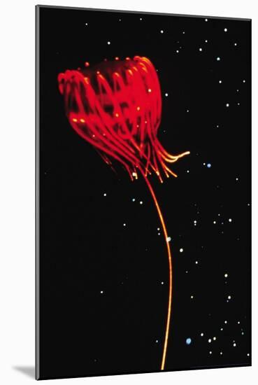 Jellyfish of Cape Hatteras-M. Youngbluth-Mounted Art Print