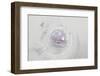 Jellyfish on Beach in the Lofoten Islands Norway-Nosnibor137-Framed Photographic Print