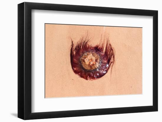 Jellyfish on Shore-gvictoria-Framed Photographic Print