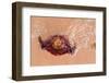 Jellyfish on Shore-gvictoria-Framed Photographic Print