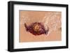 Jellyfish on Shore-gvictoria-Framed Photographic Print