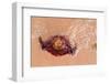 Jellyfish on Shore-gvictoria-Framed Photographic Print