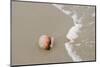 Jellyfish on the Beach-Dorsett Photography-Mounted Photographic Print
