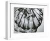 Jellyfish, Oregon, 1967-Brett Weston-Framed Photographic Print