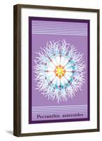 Jellyfish: Pectanthis Asteroides-Ernst Haeckel-Framed Art Print