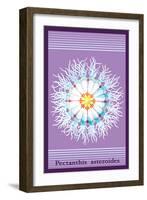 Jellyfish: Pectanthis Asteroides-Ernst Haeckel-Framed Art Print