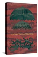 Jellyfish: Pectanthis Asteroides-Ernst Haeckel-Stretched Canvas