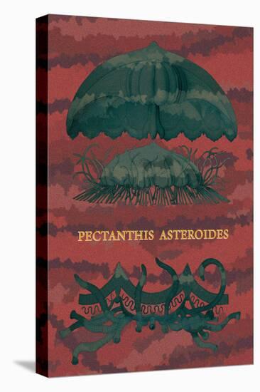 Jellyfish: Pectanthis Asteroides-Ernst Haeckel-Stretched Canvas