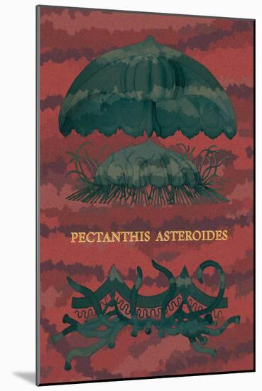 Jellyfish: Pectanthis Asteroides-Ernst Haeckel-Mounted Art Print