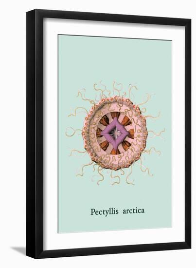 Jellyfish: Pectyllis Arctica-Ernst Haeckel-Framed Art Print