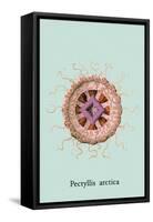 Jellyfish: Pectyllis Arctica-Ernst Haeckel-Framed Stretched Canvas