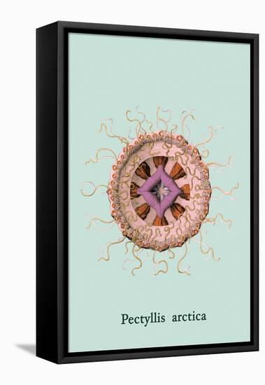 Jellyfish: Pectyllis Arctica-Ernst Haeckel-Framed Stretched Canvas