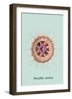 Jellyfish: Pectyllis Arctica-Ernst Haeckel-Framed Art Print