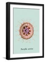 Jellyfish: Pectyllis Arctica-Ernst Haeckel-Framed Art Print