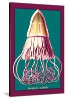 Jellyfish: Periphylla Mirabilis-Ernst Haeckel-Stretched Canvas