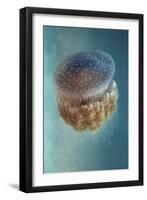 Jellyfish Phylorhiza Punctata-Yaron Halevy-Framed Giclee Print