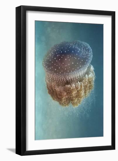 Jellyfish Phylorhiza Punctata-Yaron Halevy-Framed Giclee Print
