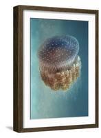 Jellyfish Phylorhiza Punctata-Yaron Halevy-Framed Giclee Print